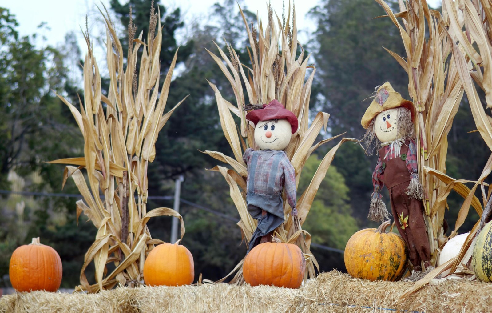 Scarecrows in a pumpkin patch