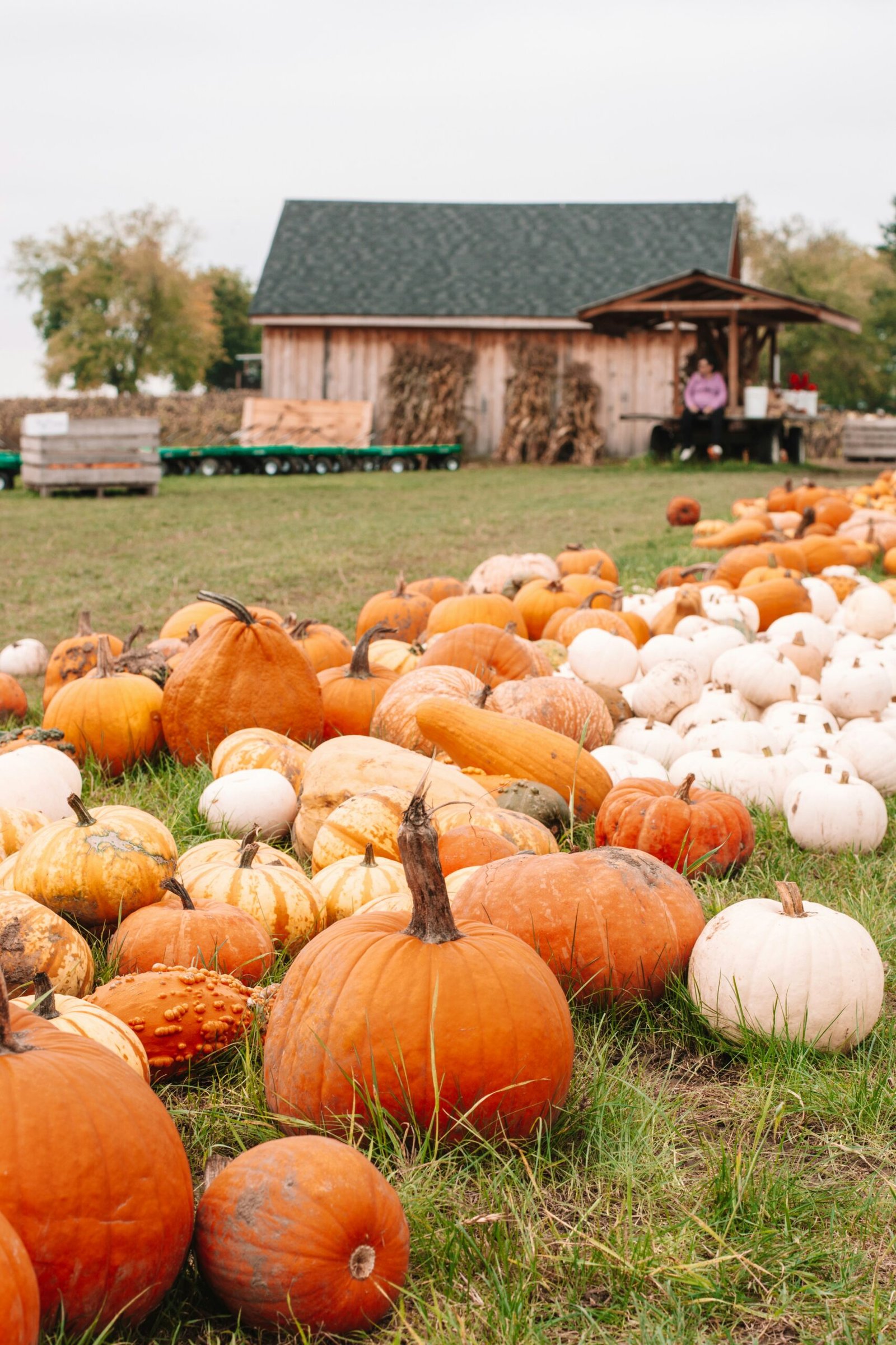 A field full of orange pumpkins with a red barn in the background