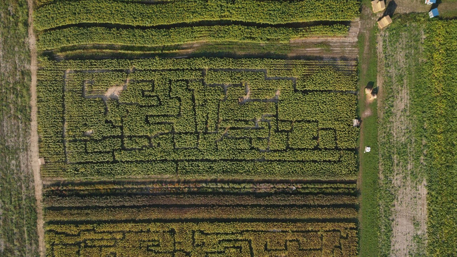 Aerial view of a corn maze winding through a green farm field