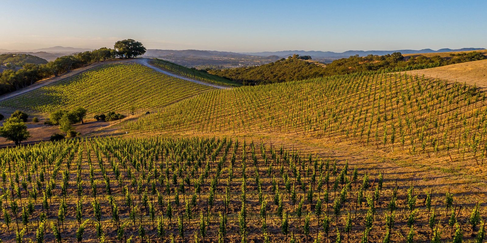 Vineyards in Paso Robles wine country